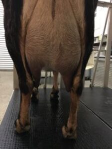 Once-a-Day Milking From a True Believer Image